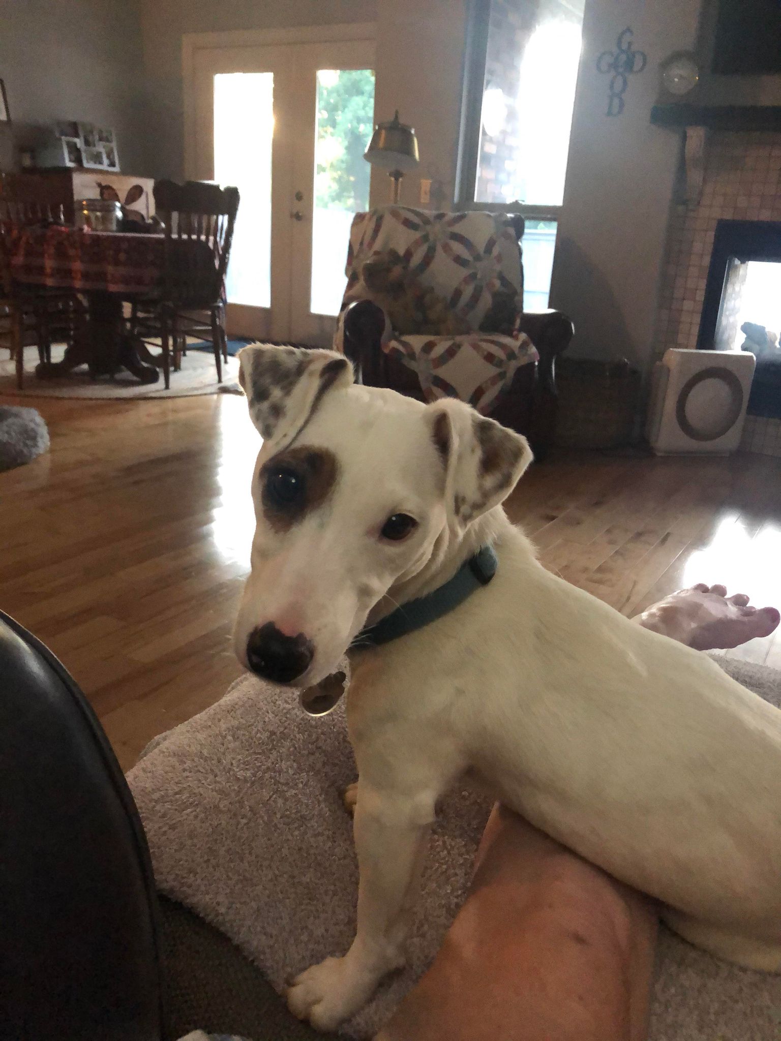 Welcome to Russell Rescue - Mylo! - Russell Rescue, Inc.