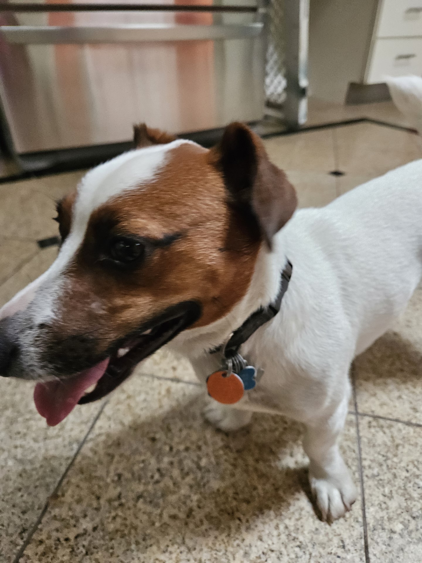 Welcome to Russell Rescue - Spanky! - Russell Rescue, Inc.
