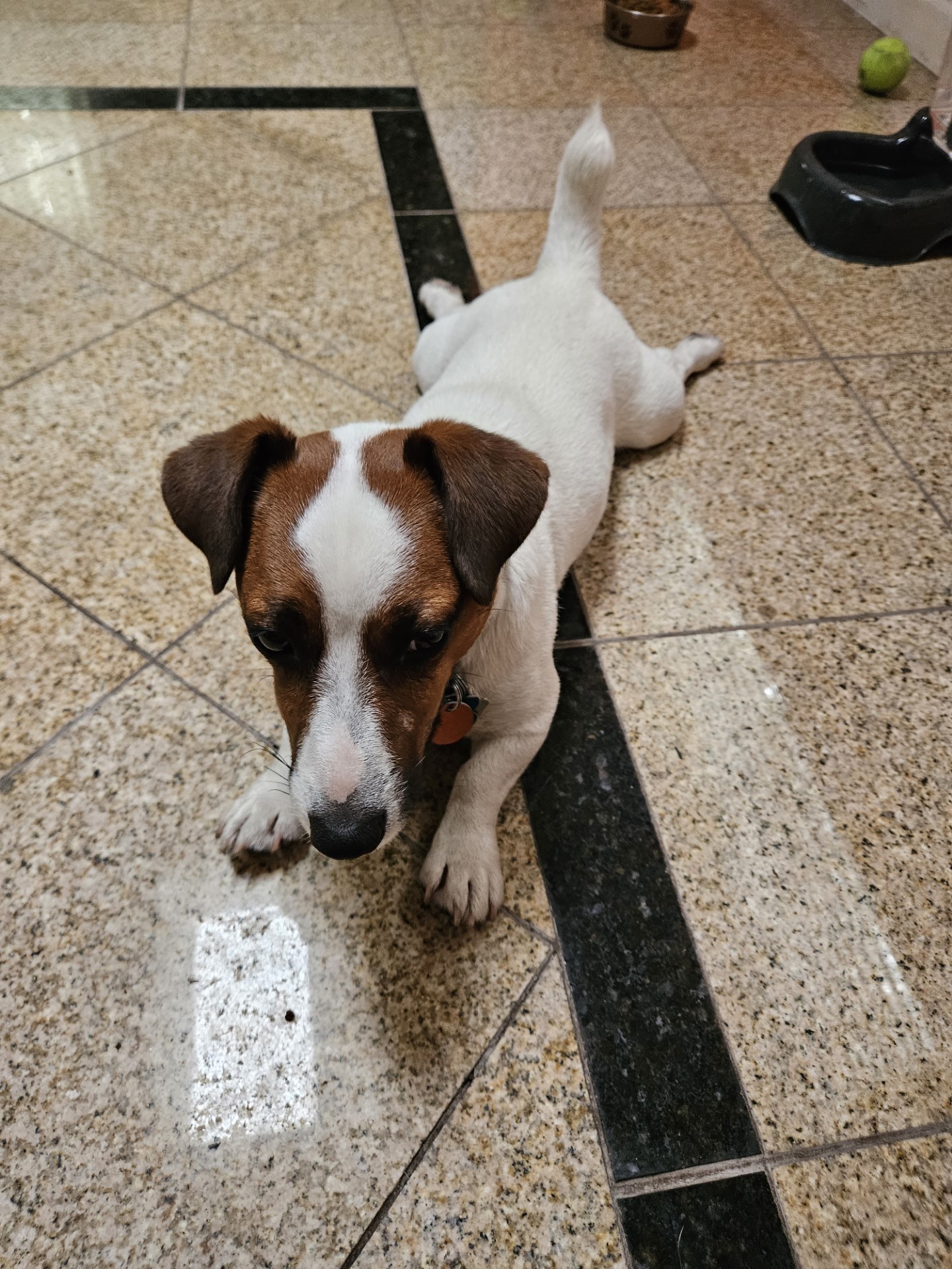 Welcome to Russell Rescue - Spanky! - Russell Rescue, Inc.
