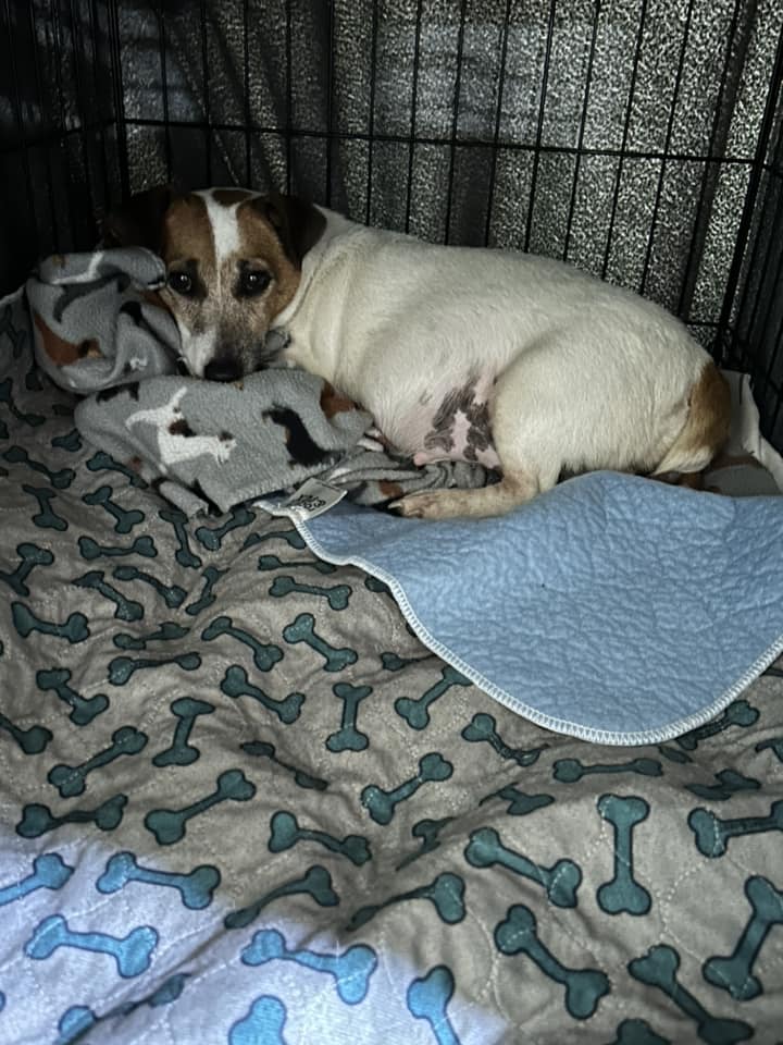 Welcome to Russell Rescue - Buffy! - Russell Rescue, Inc.