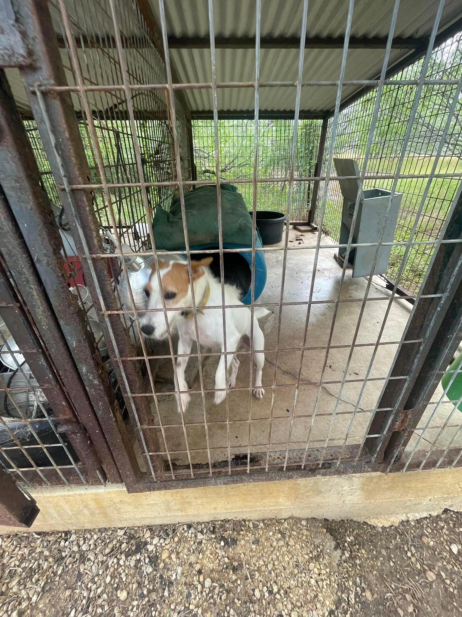 Welcome to Russell Rescue - Sister! - Russell Rescue, Inc.