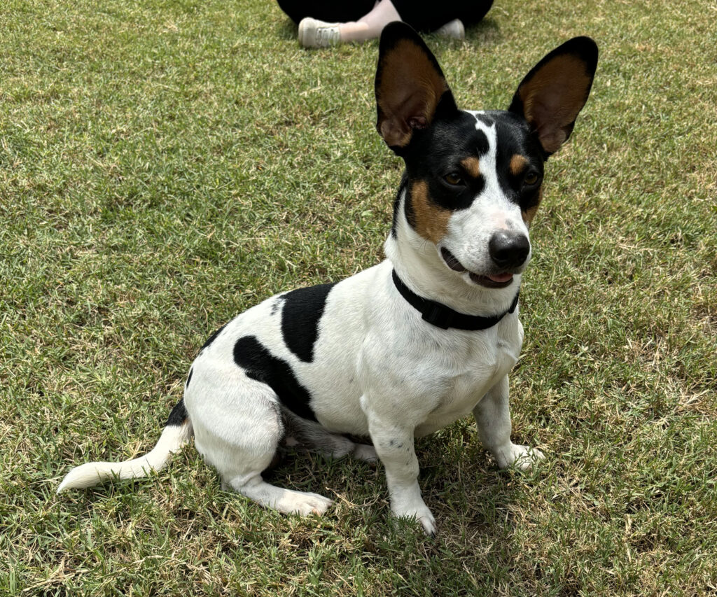 Welcome to Russell Rescue - Charlie! - Russell Rescue, Inc.